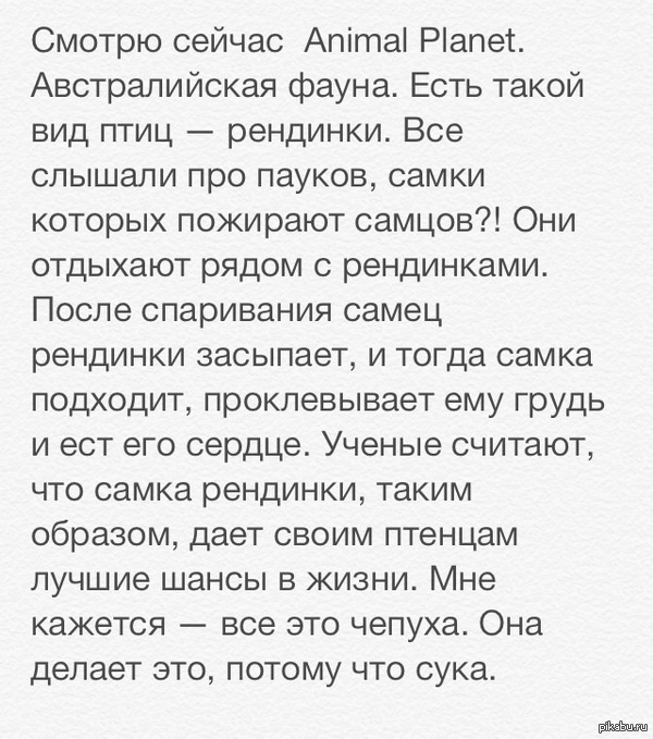 Птицы тоже суки   Птицы, животные, суки, поедание, самки