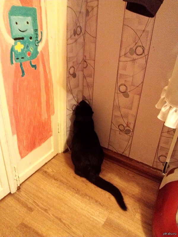 черная кошка