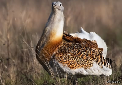 Пригласите девушку послушать дрофу. Это будет незабываемо.