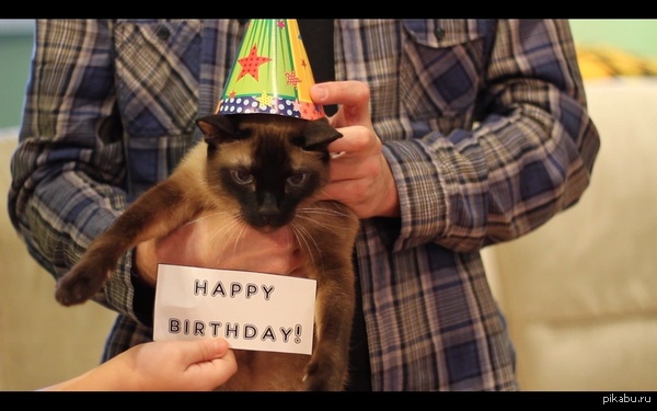 Поздравление от кота Снимали маме видеопоздравление. Стоп-кадр с котом :D Кот, кот, поздравление, день рождения, безудержное веселье