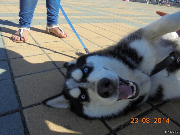 Весёлый собакен подруги смешная собака, собачка, Фото